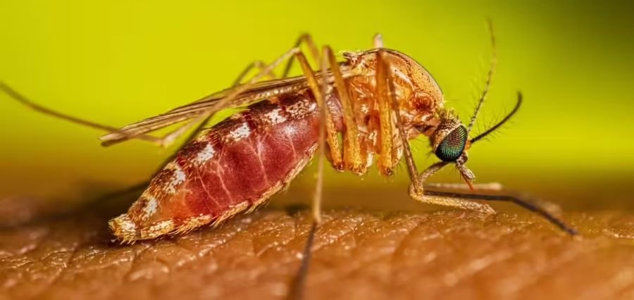 West Nile Virus