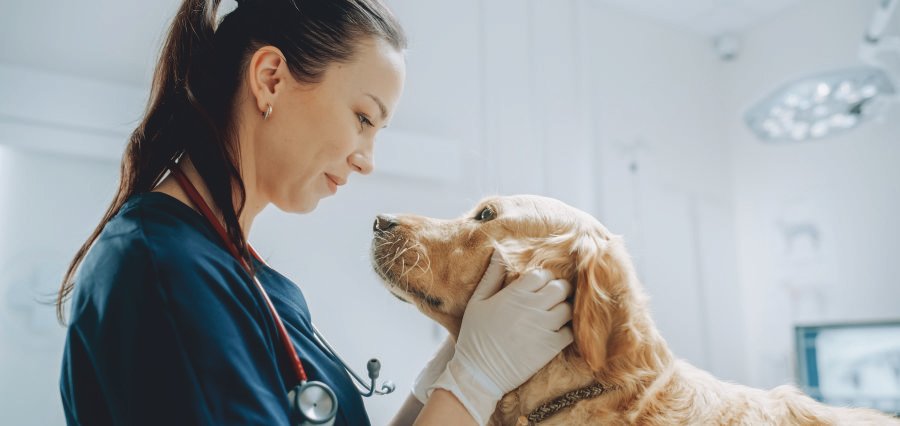 Read more about the article UAE Introduces Landmark Law to Boost Animal Health and Food Safety